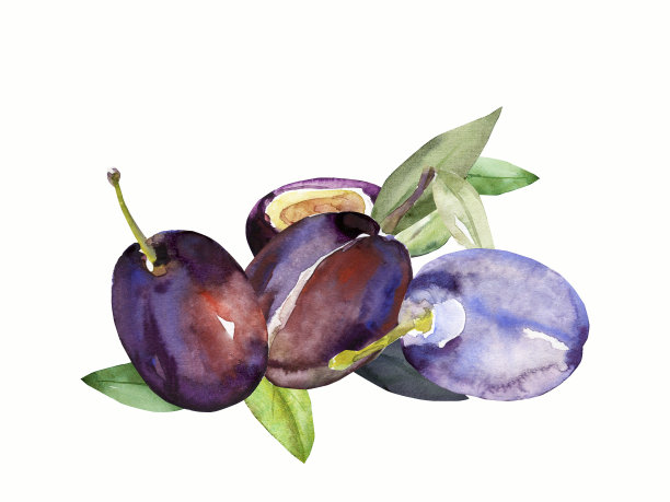 李子的水彩画图案图片下载