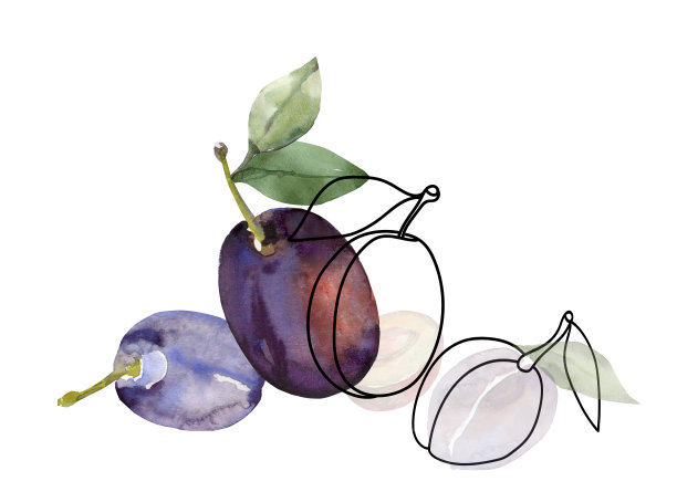 李子的水彩画图案图片下载