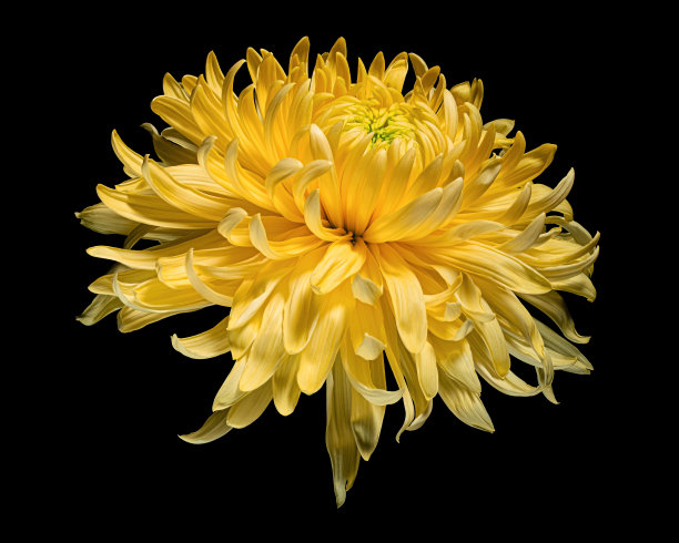 盛开的黄色菊花孤立在黑色的背景。工作室特写镜头。图片下载