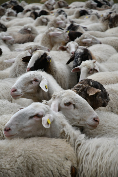 意大利乡村绵羊的生活。图片下载