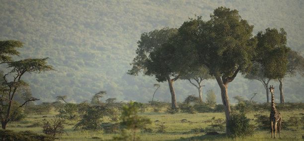 美丽的长颈鹿在它的自然栖息地图片下载