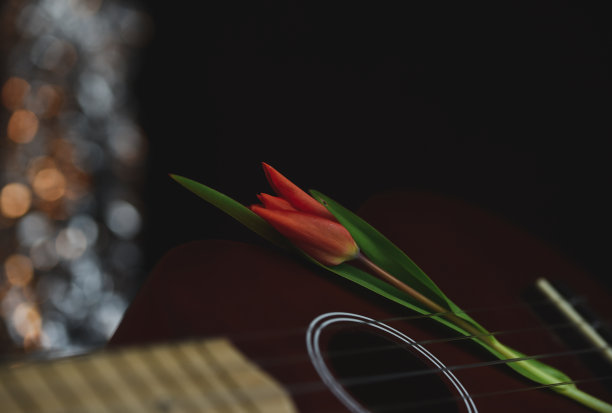 吉他上的红色郁金香花图片下载