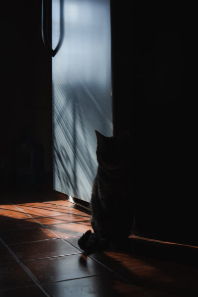 垂直特写的猫坐在黑暗的房间剪影。图片下载