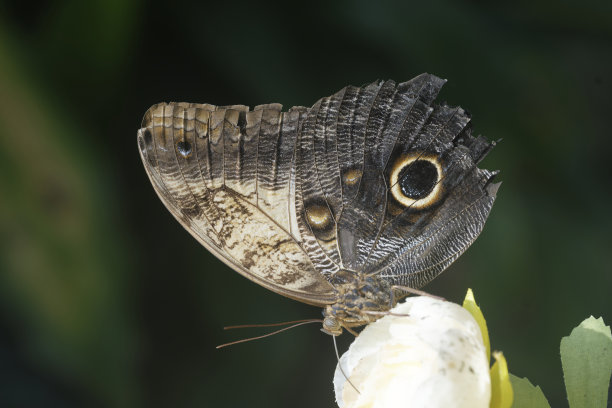 猫头鹰蝶（Caligo memnon）图片下载