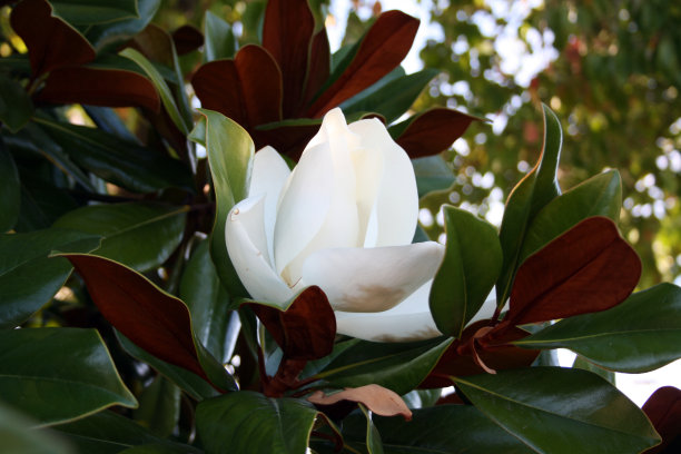 南木兰树的花特写镜头图片下载