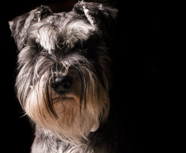 特写镜头一只愤怒的迷你雪纳瑞犬在一个黑色孤立的背景图片下载