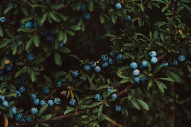 树上生长的新鲜蓝莓的特写图片下载