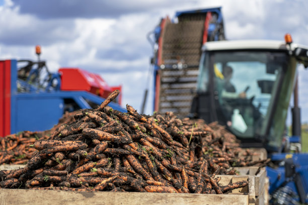 拖拉机拖车装载的收获的胡萝卜准备运输图片下载