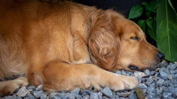 金毛猎犬，灰褐色的色调正在睡觉。图片下载