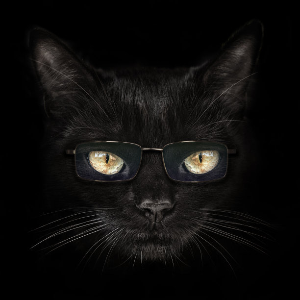 深色口吻猫与眼镜特写。前视图图片下载