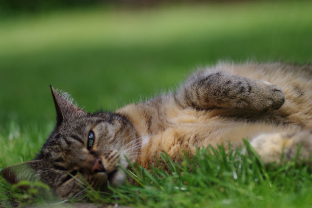 一只毛茸茸的猫躺在绿草地上的特写镜头图片下载