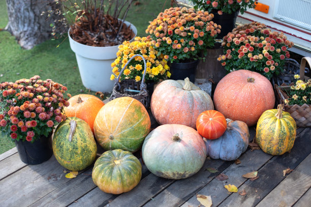 为万圣节、感恩节装饰的木制门廊。橙色的南瓜和秋天的花朵在台阶上的房子。蔬菜，健康饮食。收割。秋天后院有南瓜和菊花的花盆。图片下载