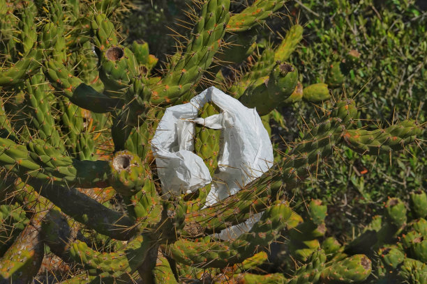 头顶上的一个塑料购物袋夹在绿色的仙人掌植物尖刺中图片下载