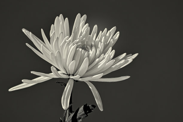 菊花的灰度图片下载