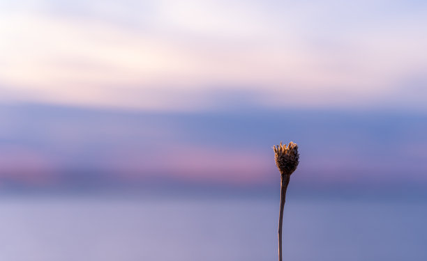 以日落为背景的花朵盛开的特写图片下载