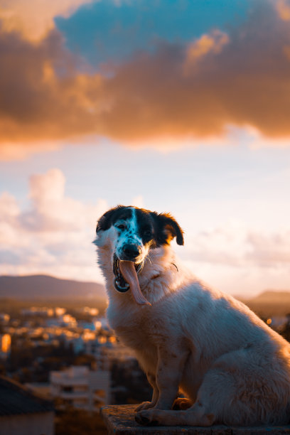 日落时分，一只博德牧羊犬在户外的垂直镜头图片下载