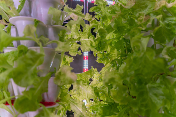 近距离照片的水培生菜生长在堆叠塔级花盆和一排排的LED生长灯在一个家庭风格的水培花园图片下载