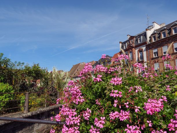 鸟瞰被建筑物和鲜花包围的威森堡小镇图片下载