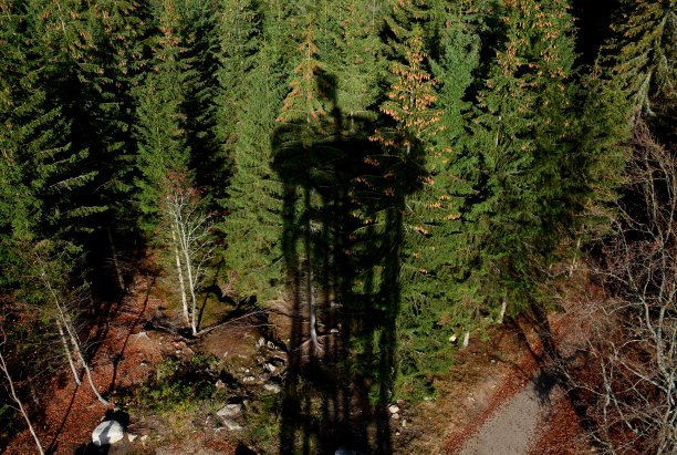 秋天的空地上有许多桦树和成堆的潮湿干燥的木头和树枝。云杉林:一种云杉林，上面投射着有国旗的瞭望塔的影子。图片下载