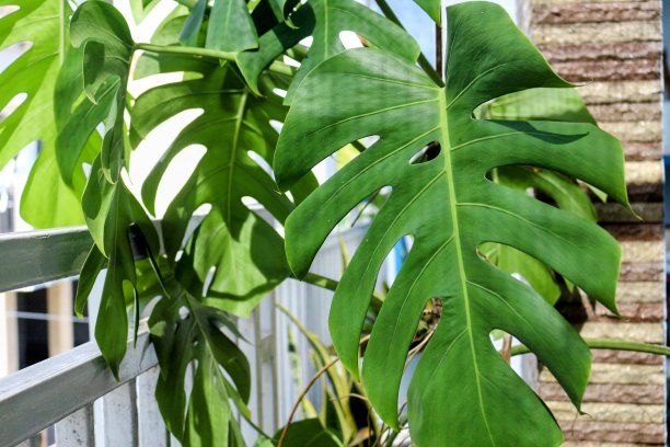 迷你花园中的怪兽植物。图片下载