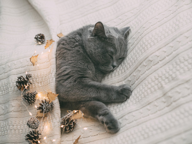 一只英国猫睡在白色的针织毯子上，上面有发光的灯。戴着节日花环的圣诞睡猫。图片下载
