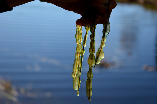 黏液菌落直径可达几厘米，有明显的绿色边界，生长在倒下树木的水下树枝上，菌落内部由胶状块组成。图片下载