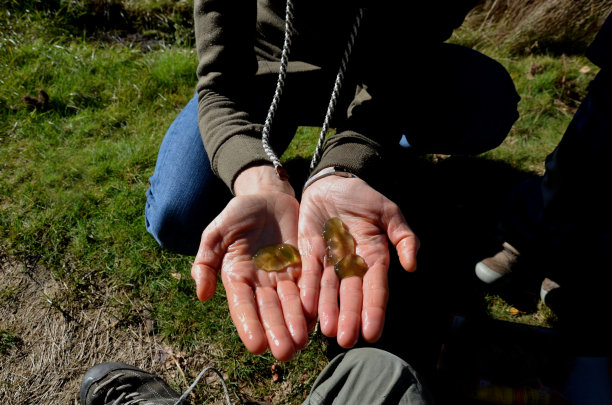 黏液菌落直径可达几厘米，有明显的绿色边界，生长在倒下树木的水下树枝上，菌落内部由胶状块组成。图片下载