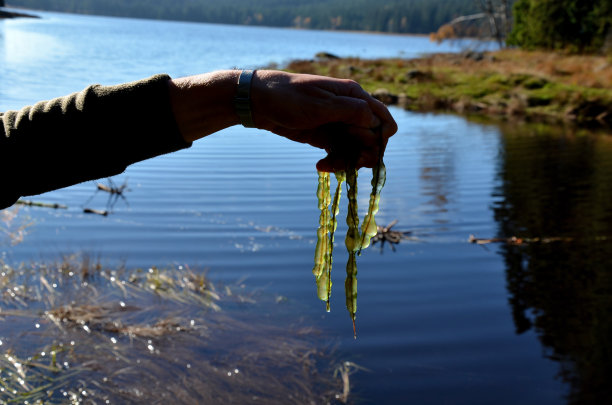 黏液菌落直径可达几厘米，有明显的绿色边界，生长在倒下树木的水下树枝上，菌落内部由胶状块组成。图片下载