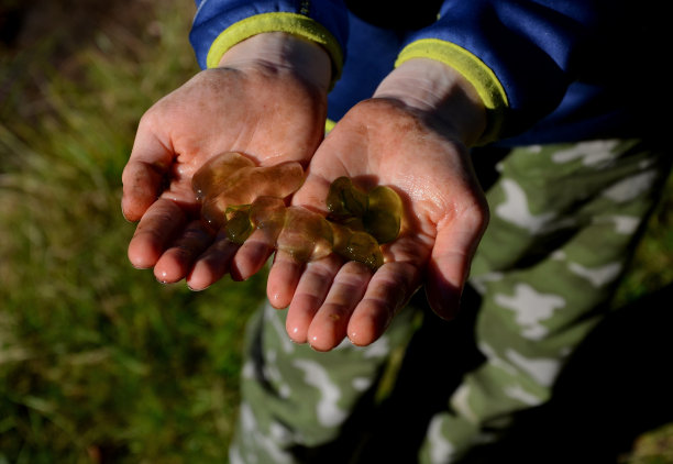 黏液菌落直径可达几厘米，有明显的绿色边界，生长在倒下树木的水下树枝上，菌落内部由胶状块组成。图片下载