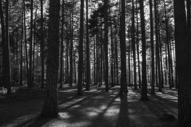 一个阳光灿烂的森林的灰度镜头图片下载