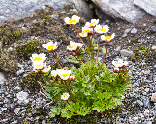 冰川毛茛冰川毛茛或冰川雪爪花图片下载