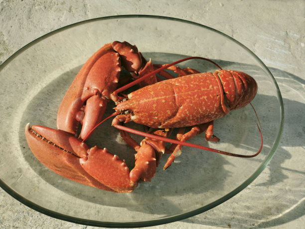 法国龙虾的特写图片下载