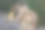一只可爱的灰色花栗鼠站在石头表面吃饼干的特写镜头图片下载
