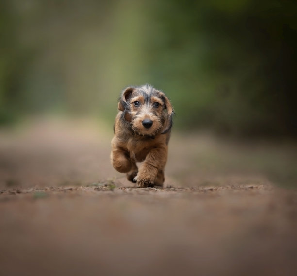 一只可爱的小猎犬的特写镜头图片下载