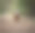 一只可爱的小猎犬的特写镜头图片下载