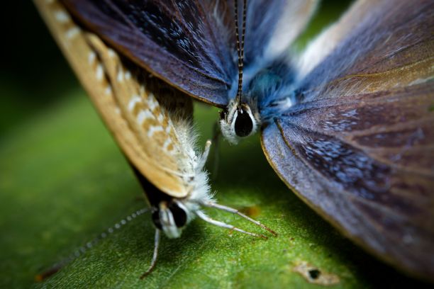 叶子上的豌豆蓝蝴蝶(lamides boeticus)特写图片下载