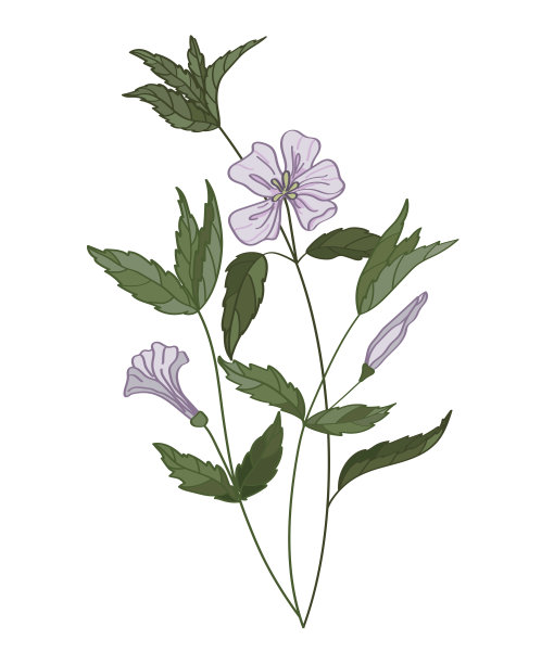 野生药用花卉和草本植物。植物手绘矢量插图。开花植物。图片下载