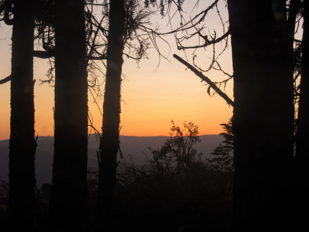 日出透过南非卡普切圆环地区种植园里松树树干的剪影。图片下载