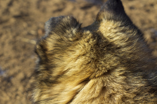 毛绒狗的皮毛特写图片下载