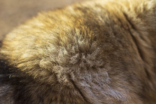 毛绒狗的皮毛特写图片下载