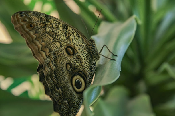 一只猫头鹰蝴蝶在花园的绿叶上的特写图片下载