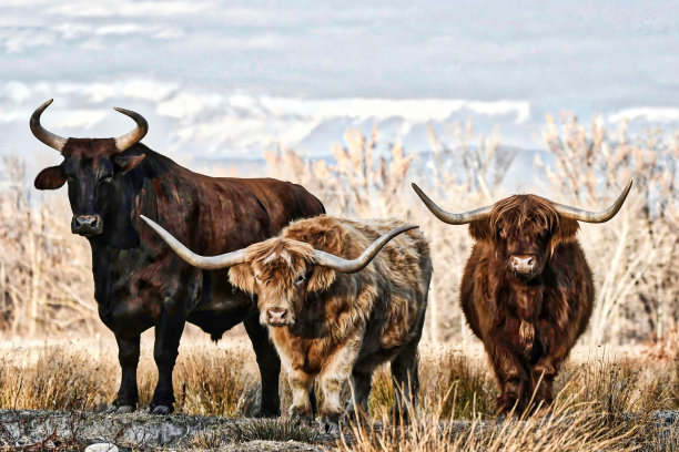 3头公牛在田野里的宁静景色图片下载