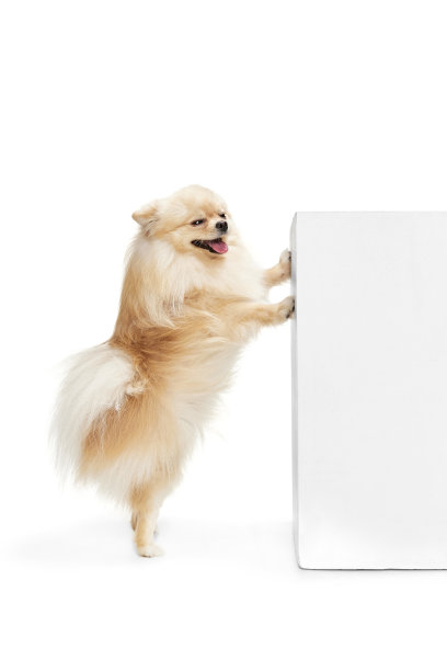 顽皮的伴侣。美丽的蓬松波美拉尼亚斯皮兹摆出孤立的白色背景。家畜品种概念。健康护理兽医图片下载