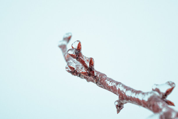 照片上的苹果树枝上覆盖着透明的冰和冬天的风景图片下载