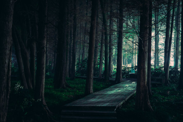 空旷神秘可怕的黑暗森林图片下载