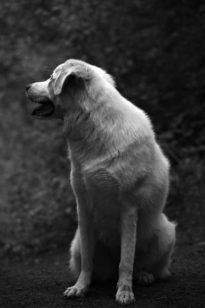 垂直拍摄一只可爱的狗坐在森林小路上的灰度图片下载