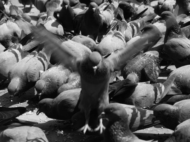 鸽子展开翅膀降落在鸟群附近的灰度图图片下载