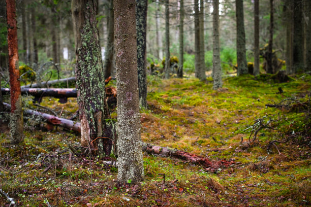 云杉和松树林图片下载