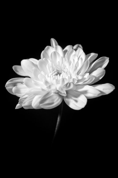 一个美丽的菊花在黑色背景下的垂直灰度镜头图片下载