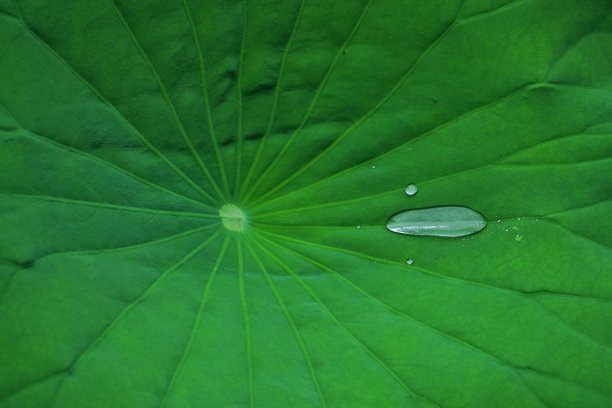 莲叶上的水滴在脉络图案上的特写图片下载